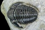 Detailed Gerastos Trilobite Fossil - Morocco #108487-2